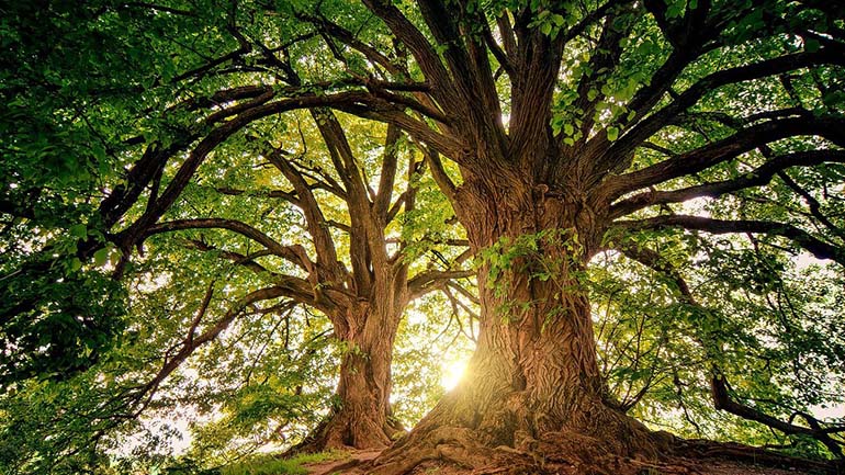 Η Τράπεζα Πειραιώς στηρίζει εμπράκτως την αντιμετώπιση της κλιματικής αλλαγής